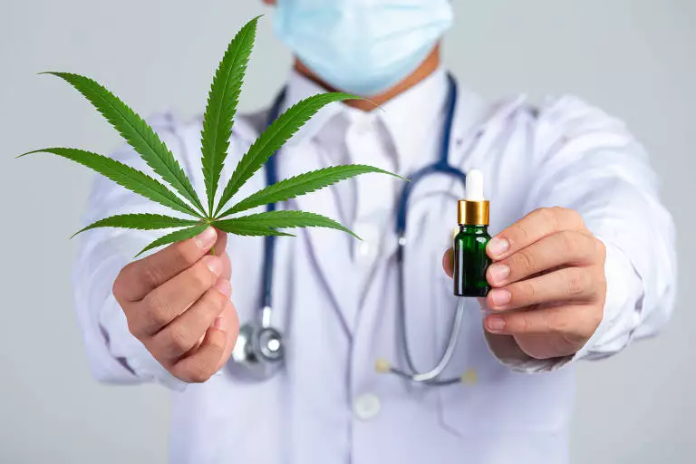 Maconha medicinal: médicos farão campanha contra resolução que possa restringir uso da substância