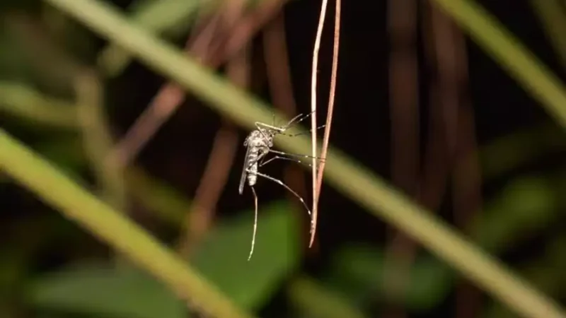 Prefeituras silenciam ante o vírus do Oropouche