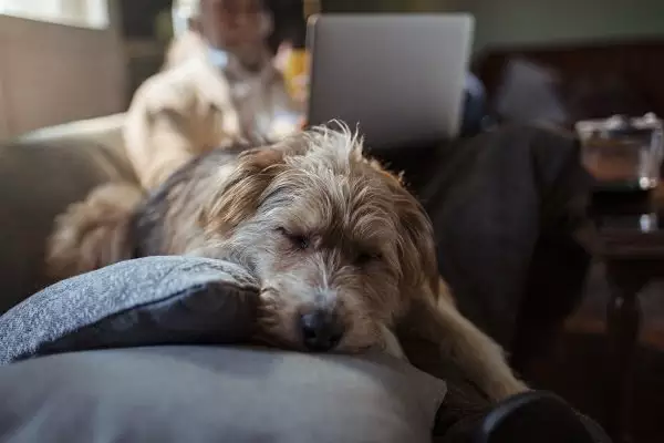 Conexão com cachorro reduz risco de depressão e ansiedade